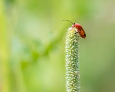 Common red soldier beetle Stock Photos