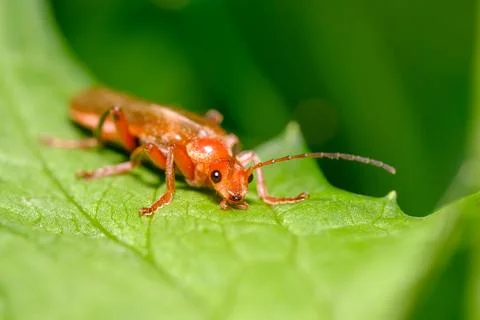 Common Red Soldier Beetle Resting on Green Leaf Macro Nature Stock Photos