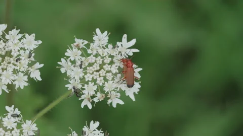 Common red soldier beetles mating on white flowers - close up 01. 4K tripod Video stock 157081554