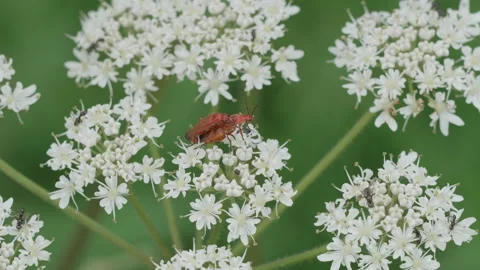 Common red soldier beetles mating on white flowers - close up 02. 4K tripod Video stock 157082390