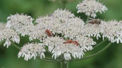 Common red soldier beetles mating on white flowers - close up 03. 4K tripod Stock Footage 157083563