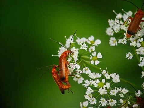 Common Red Soldier Beetles Mating on White Flowers Stock Photos