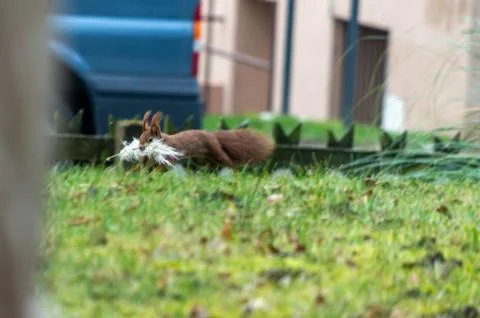 Common red Squirrel in a backyard running with reed in its mouth. Fotos de archivo