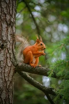 Common red squirrel sitting on a branch of a large coniferous tree and nibble Stock Photos
