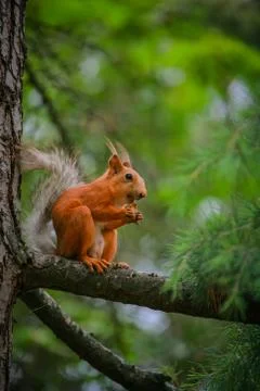 Common red squirrel sitting on a branch of a large coniferous tree and nibble Stock Photos