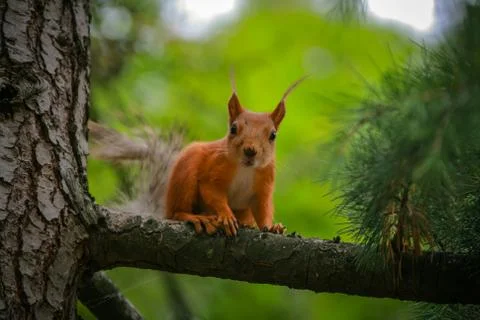 Common red squirrel sitting on a branch of a large coniferous tree and nibble Stock Photos