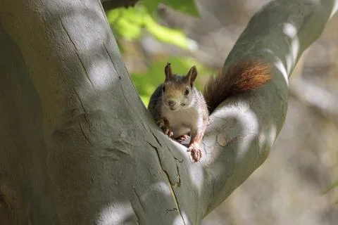 Common Red Squirrel on Tree Bark in a Valencian Community Park 库存照片