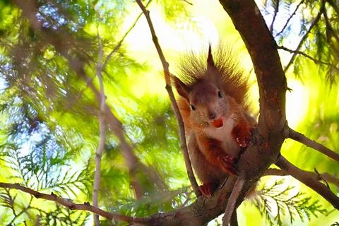 A common red squirrel on a tree branch with a nut in its mouth Stock Photos