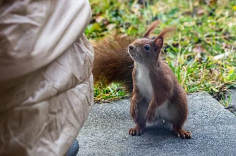 Common red Squirrel in the yard close to house entrance close up shot Fotos de archivo