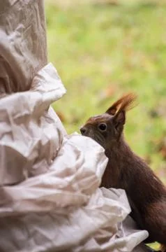 Common red Squirrel in the yard close to house entrance close up shot Foto stock