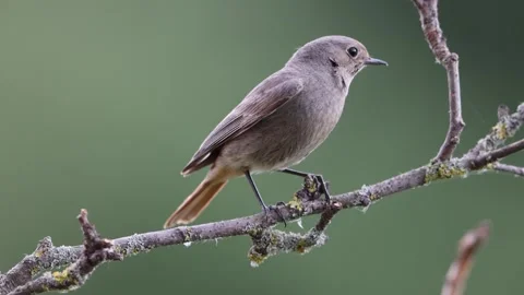 A common red start in the wild Stock Footage 311014546