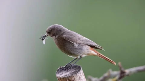 A common red start in the wild Stock Footage 311014585