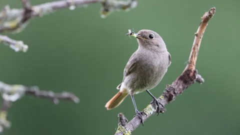 A common red start in the wild Stock Footage 311014626