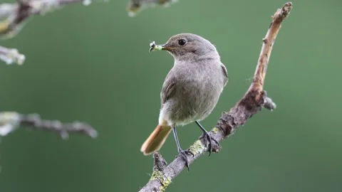 A common red start in the wild Stock Footage 311014656