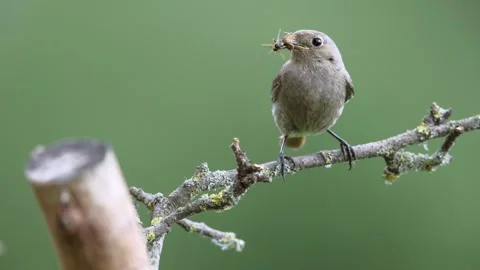 A common red start in the wild Stock Footage 311014765