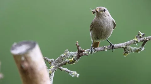 A common red start in the wild Stock Footage 311014817