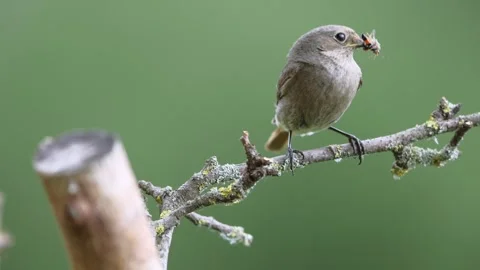 A common red start in the wild Stock Footage 311014892