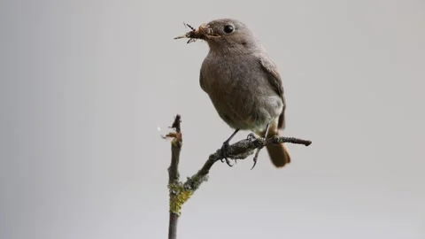 A common red start in the wild Stock Footage 311014941