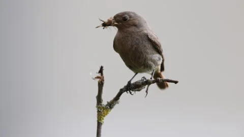 A common red start in the wild Stock Footage 311015024