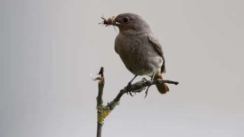A common red start in the wild Stock Footage 311015104