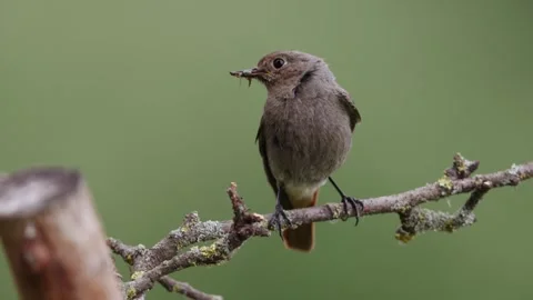 A common red start in the wild Stock Footage 311015146