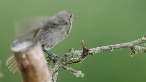 A common red start in the wild Stock Footage 311015219
