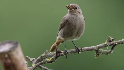 A common red start in the wild Stock Footage 311015423