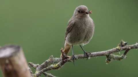 A common red start in the wild Stock Footage 311015459