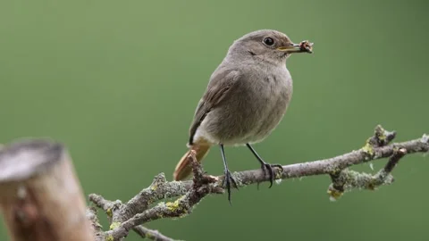 A common red start in the wild Stock Footage 311015795