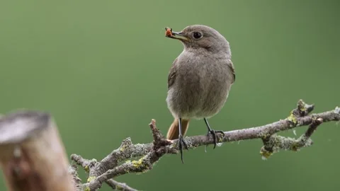 A common red start in the wild Stock Footage 311015898