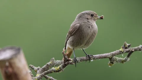 A common red start in the wild Stock Footage 311016036