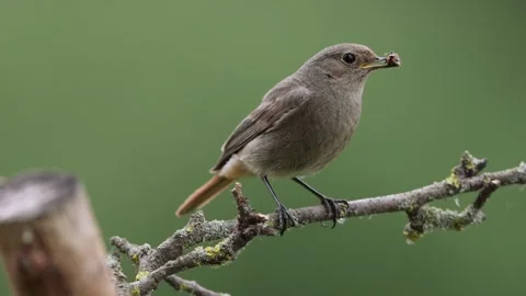 A common red start in the wild Stock Footage 311016075