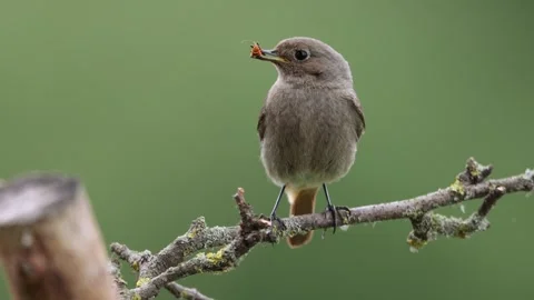 A common red start in the wild Stock Footage 311016213