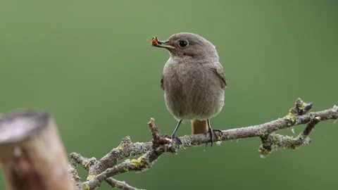 A common red start in the wild Stock Footage 311016304