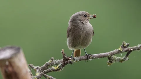A common red start in the wild Stock Footage 311016352