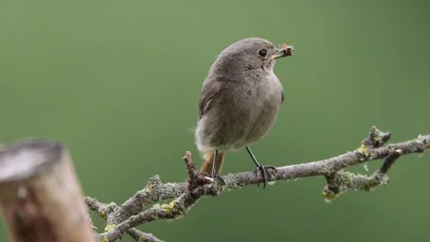 A common red start in the wild Stock Footage 311016370