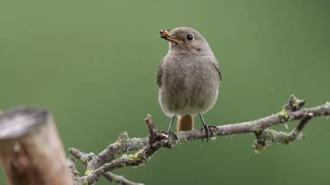 A common red start in the wild Stock Footage 311016490
