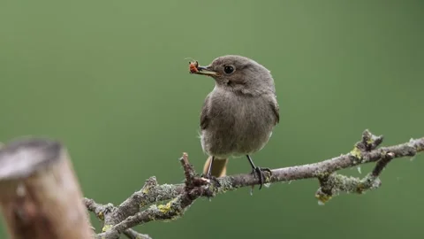 A common red start in the wild Stock Footage 311016689