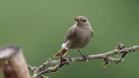 A common red start in the wild Stock Footage 311016704