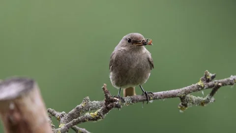 A common red start in the wild Stock Footage 311016710