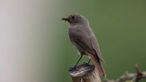 A common red start in the wild Stock Footage 311016835