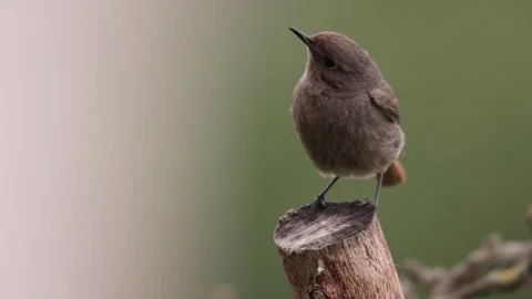 A common red start in the wild Stock Footage 311016906