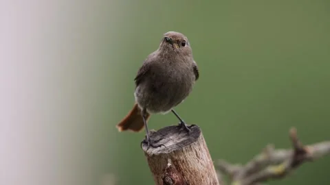 A common red start in the wild Stock Footage 311016907