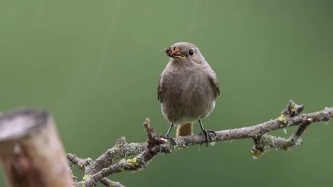 A common red start in the wild Stock Footage 311017022