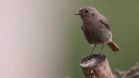 A common red start in the wild Stock Footage 311017046