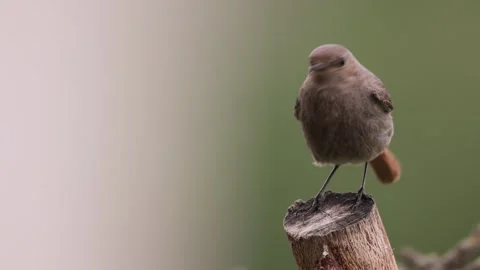 A common red start in the wild Stock Footage 311017086