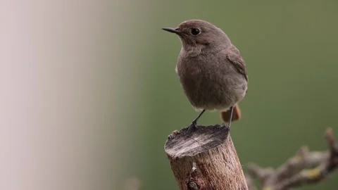 A common red start in the wild Stock Footage 311017342