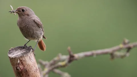 A common red start in the wild Stock Footage 311017469