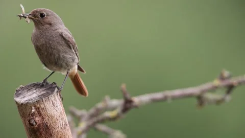A common red start in the wild Stock Footage 311017629