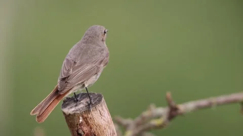 A common red start in the wild Stock Footage 311017710
